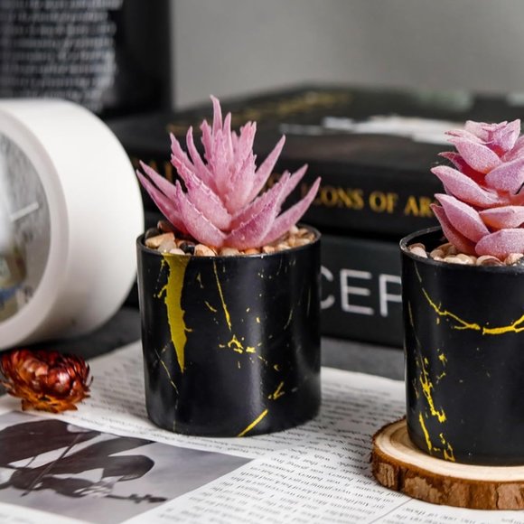 2 Plants Succulents Beautiful Home Decor - Picture 1 of 5